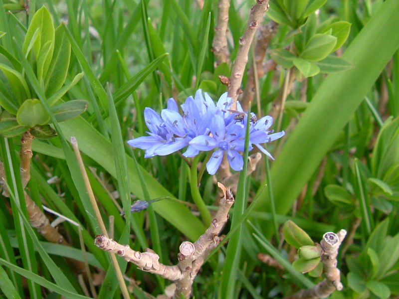 Scilla bifolia / Scilla silvestre